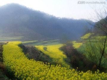 山里的梯田开满油菜花