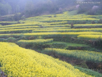 山里的梯田开满油菜花