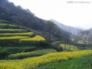 山里的梯田开满油菜花