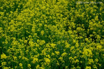 油菜花