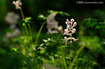 婆婆纳花