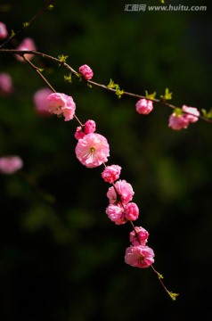 梅花 红梅