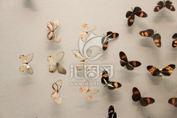 蝴蝶 标本