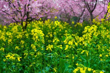 樱花菜花