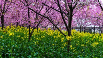 樱花与油菜花