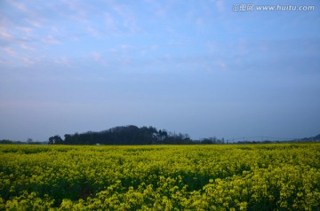 夕阳下的油菜花