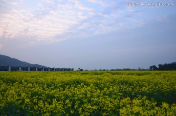 夕阳下的油菜花