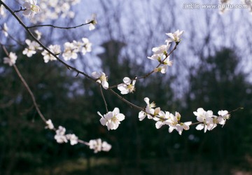 桃花盛开