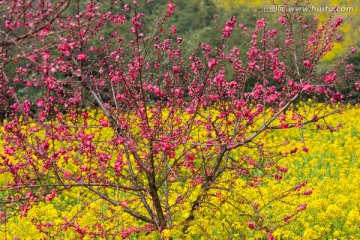 春天 桃花