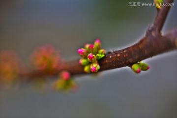 花蕾