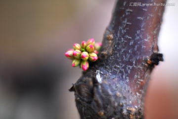 一簇花蕾