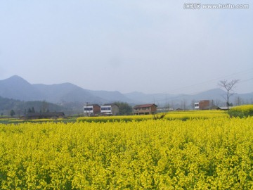 油菜田