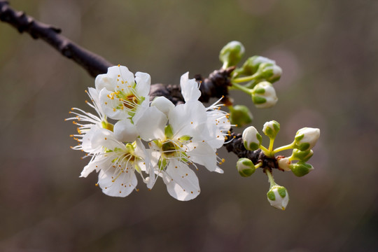 小白花