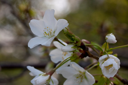 小白花