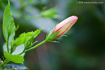 朱槿 大红花