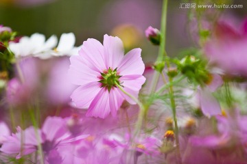 波斯菊 格桑花