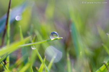 草地上的露珠