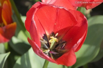 红色郁金香花蕊