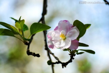 海棠花 西府海棠花