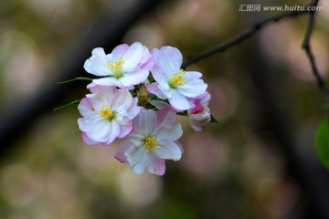 海棠花 西府海棠花