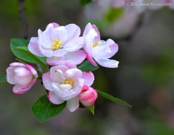 海棠花 西府海棠花