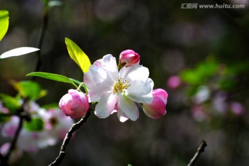 海棠花 西府海棠花