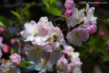 海棠花 西府海棠花