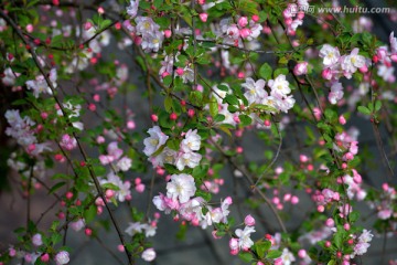 海棠花 西府海棠花