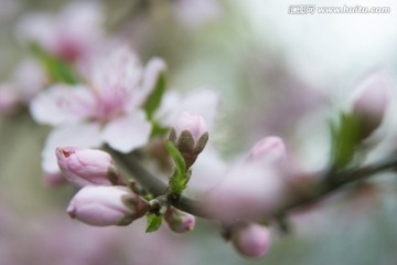 桃花花骨朵