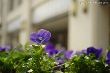 花朵