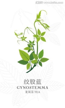 絞股藍(lán)