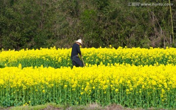 春天 油菜花 田间劳动