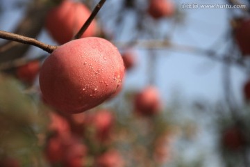 苹果