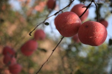 苹果