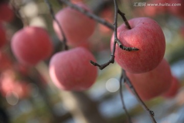 苹果