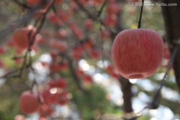 苹果