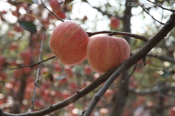 苹果