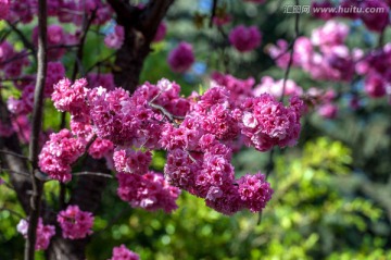 櫻花