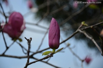 玉兰花花骨朵