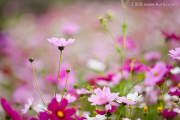 波斯菊 格桑花