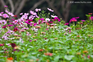 波斯菊 格桑花