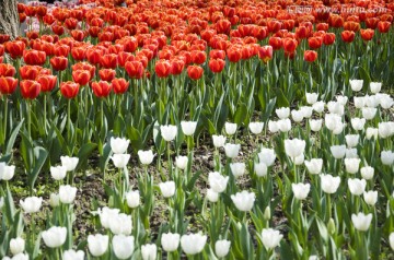 郁金香花园