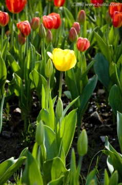 郁金香花园