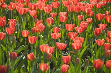 郁金香花园