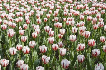 郁金香花海