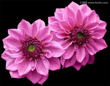 两朵粉红色大丽花