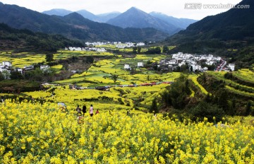 婺源油菜花开