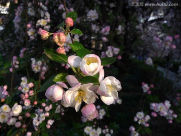 海棠花 西府海棠花