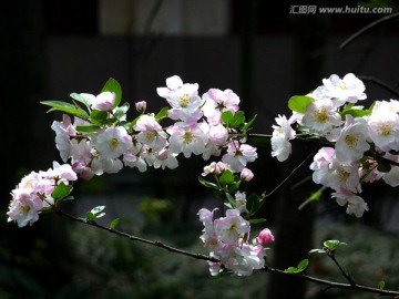 海棠花 西府海棠花