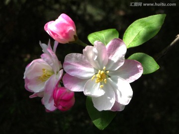 海棠花 西府海棠花